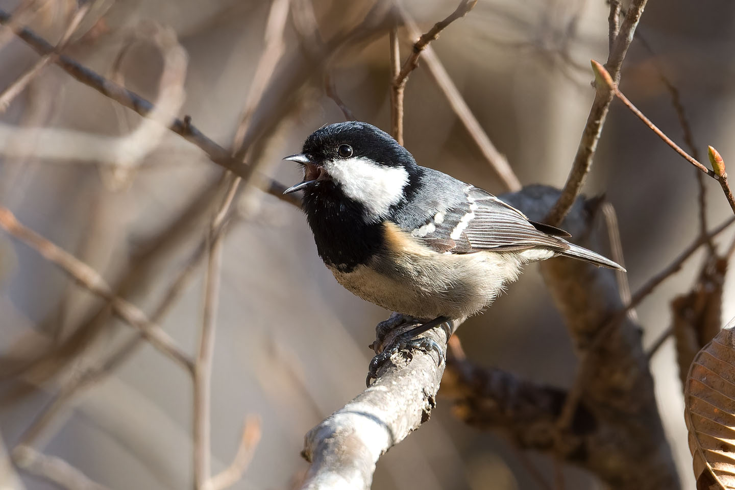 Canon EOS 60D + TAMRON SP 150-600mm F/5-6.3 Di VC USD (A011) and DxO PureRAW 3