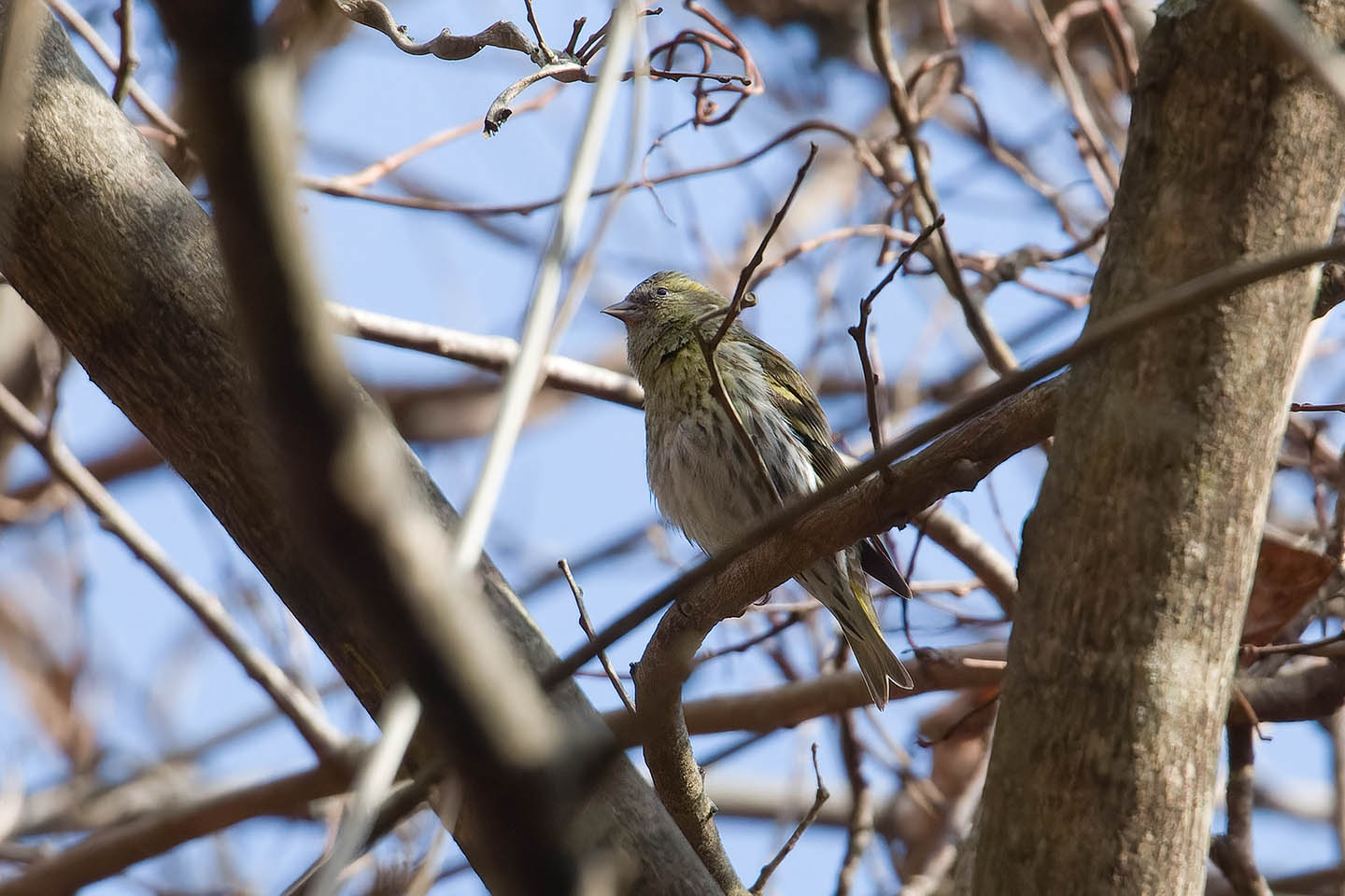 Canon EOS 60D + TAMRON SP 150-600mm F/5-6.3 Di VC USD (A011) and DxO PureRAW 3