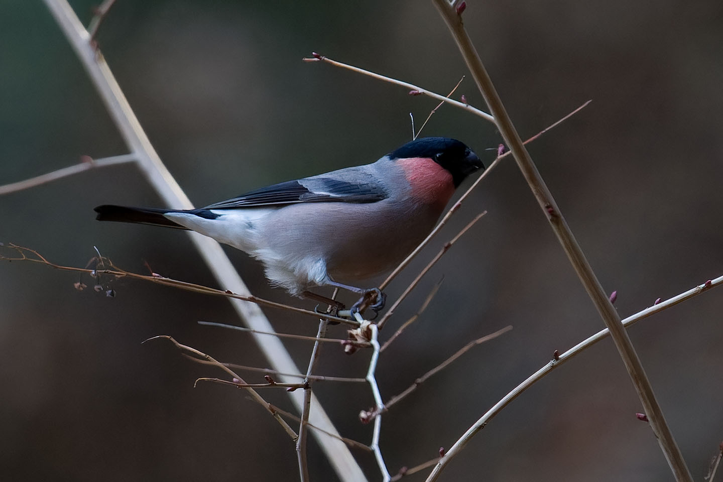 Canon EOS 60D + TAMRON SP 150-600mm F/5-6.3 Di VC USD (A011) and DxO PureRAW 3