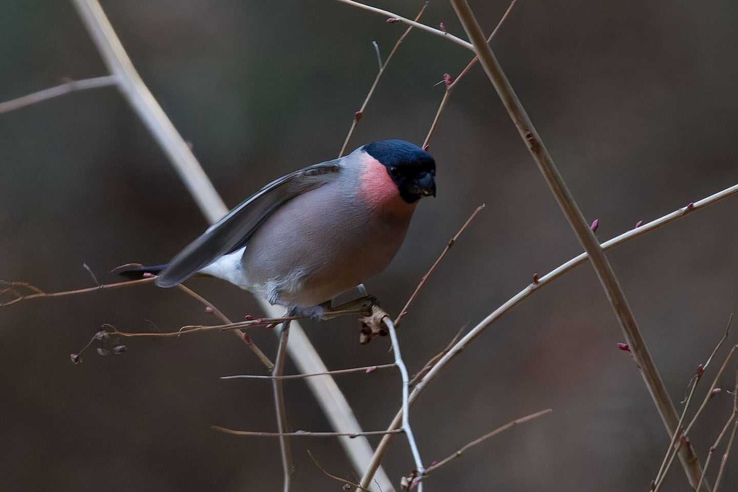 Canon EOS 60D + TAMRON SP 150-600mm F/5-6.3 Di VC USD (A011) and DxO PureRAW 3