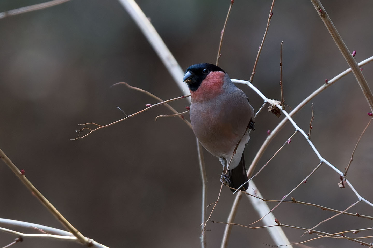 Canon EOS 60D + TAMRON SP 150-600mm F/5-6.3 Di VC USD (A011) and DxO PureRAW 3