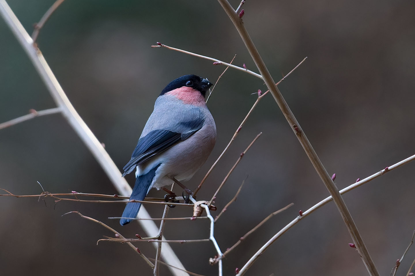 Canon EOS 60D + TAMRON SP 150-600mm F/5-6.3 Di VC USD (A011) and DxO PureRAW 3