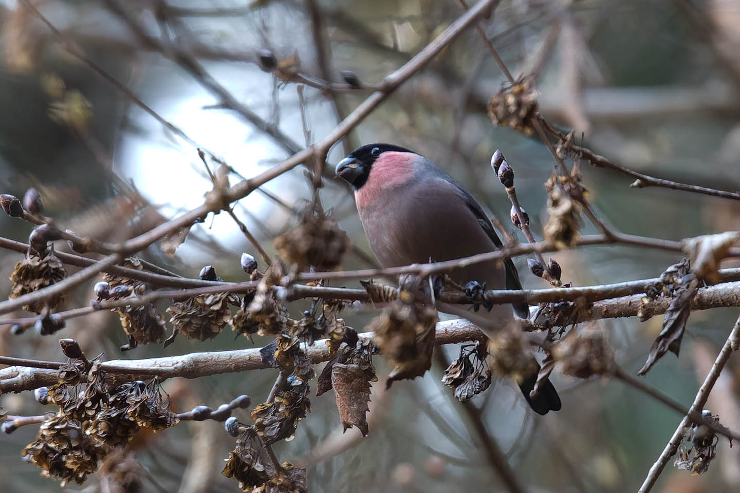 Canon EOS 60D + TAMRON SP 150-600mm F/5-6.3 Di VC USD (A011) and DxO PureRAW 3