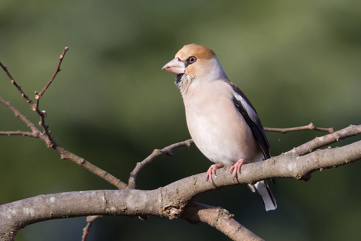 Canon EOS 60D + TAMRON SP 150-600mm F/5-6.3 Di VC USD (A011) and DxO PureRAW 3