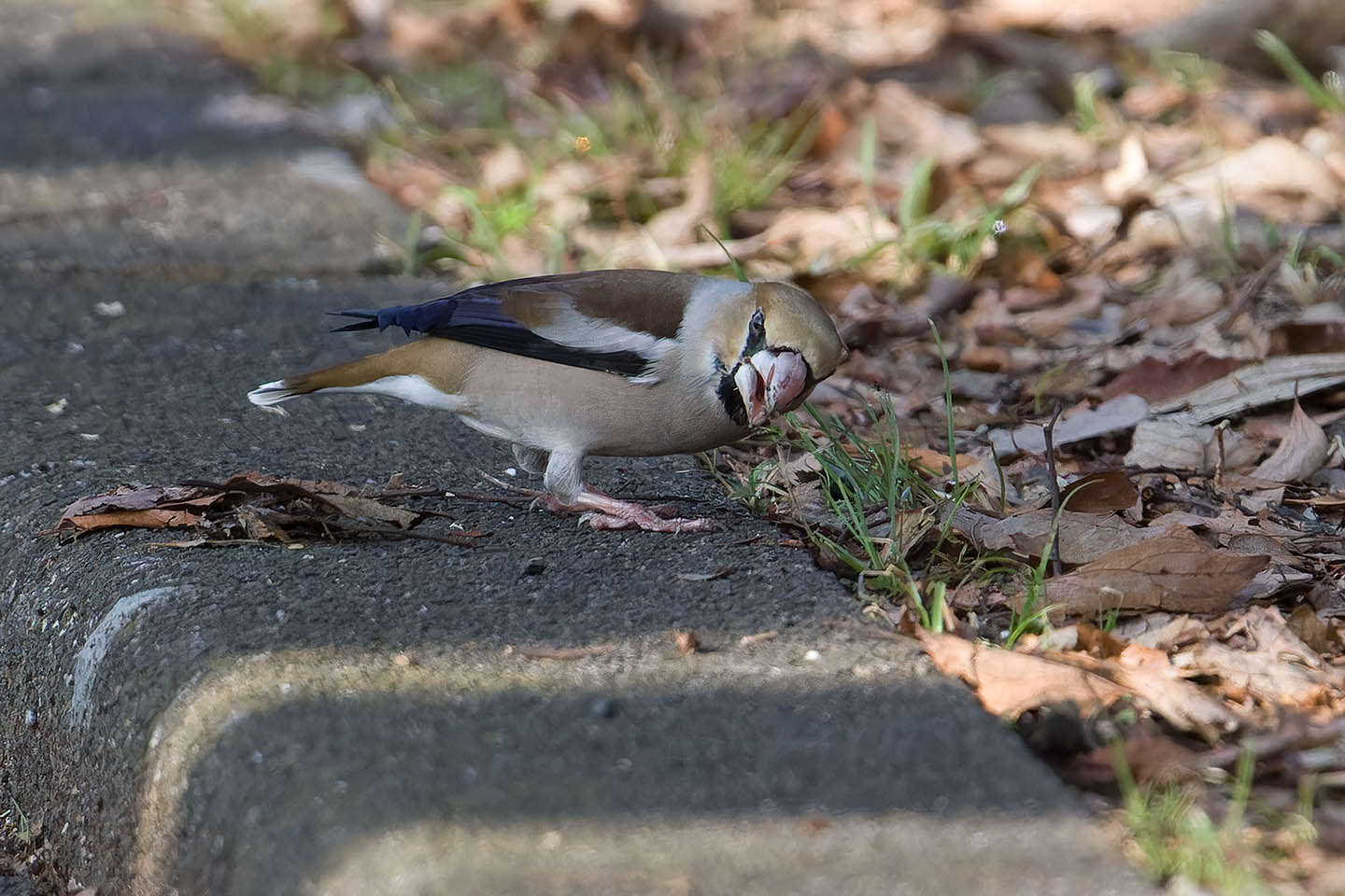 Canon EOS 60D + TAMRON SP 150-600mm F/5-6.3 Di VC USD (A011) and DxO PureRAW 3