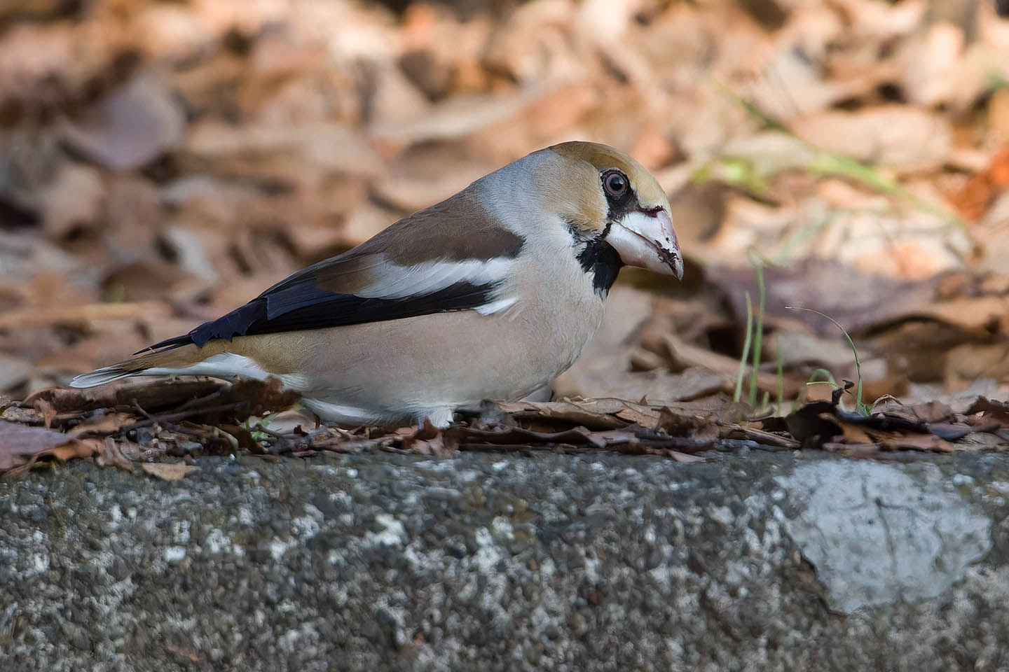 Canon EOS 60D + TAMRON SP 150-600mm F/5-6.3 Di VC USD (A011) and DxO PureRAW 3