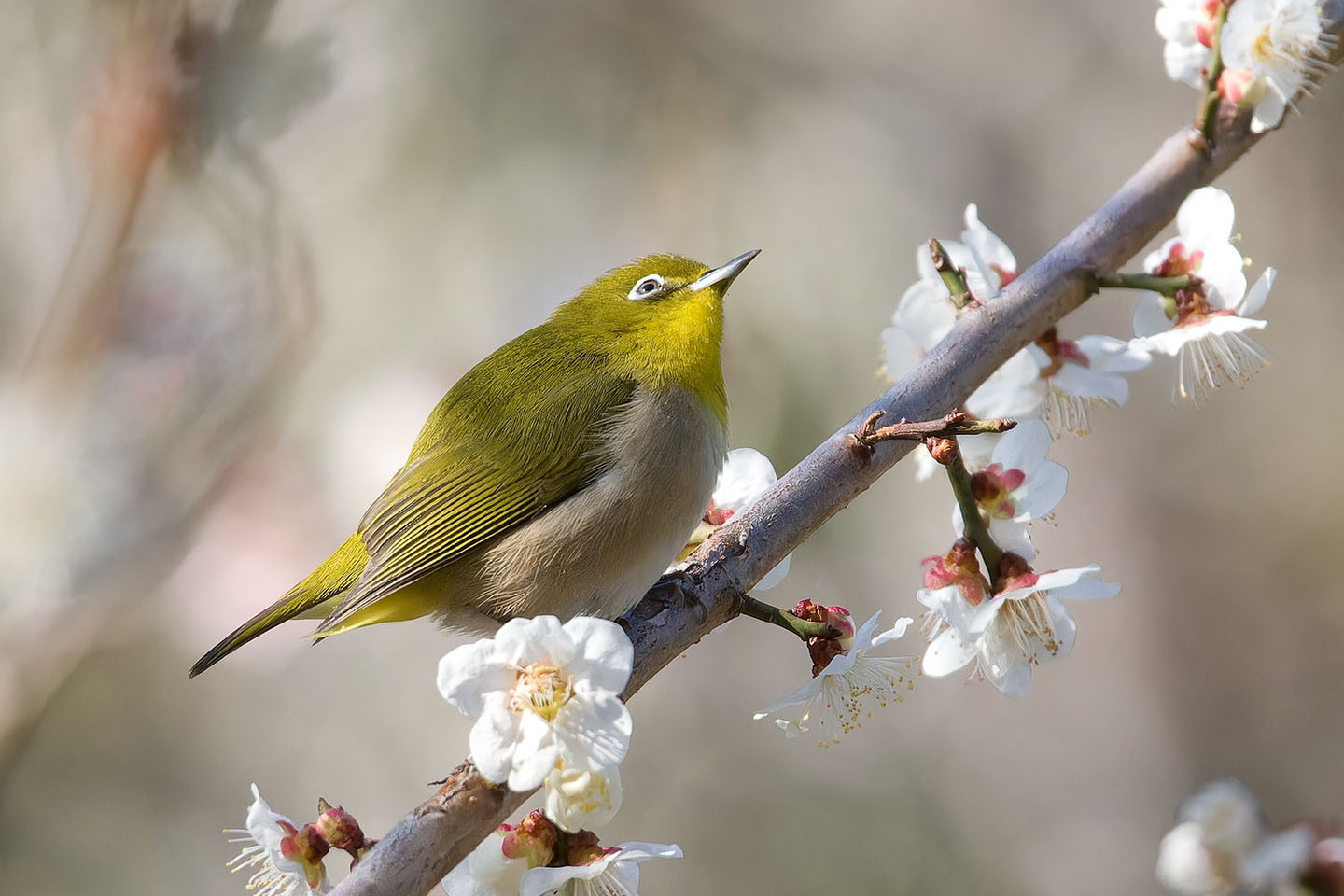 Canon EOS 60D + TAMRON SP 150-600mm F/5-6.3 Di VC USD (A011) and DxO PureRAW 3