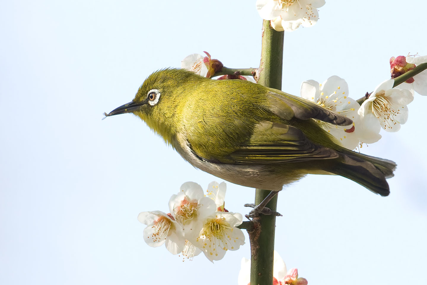 Canon EOS 60D + TAMRON SP 150-600mm F/5-6.3 Di VC USD (A011) and DxO PureRAW 3