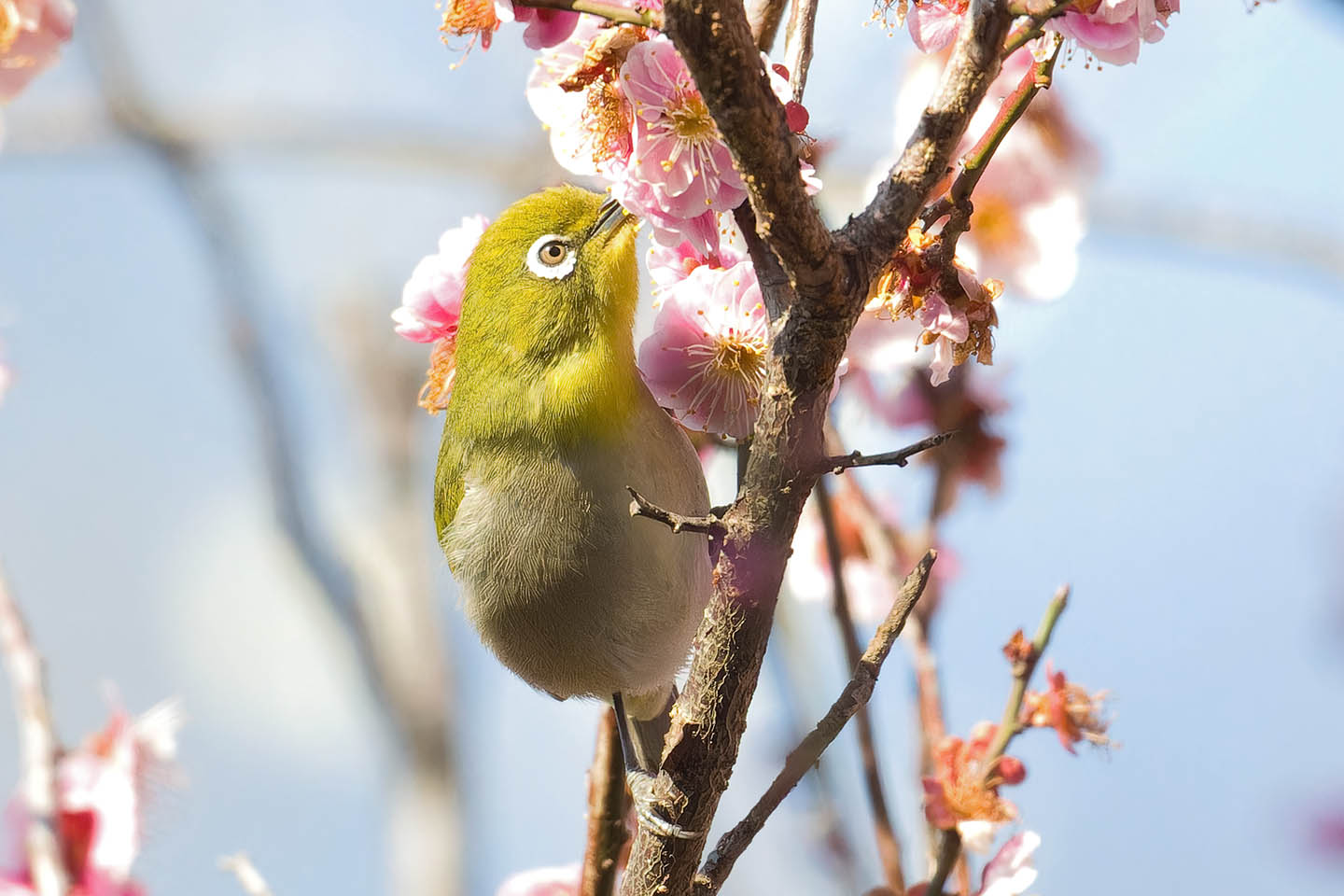 Canon EOS 60D + TAMRON SP 150-600mm F/5-6.3 Di VC USD (A011) and DxO PureRAW 3