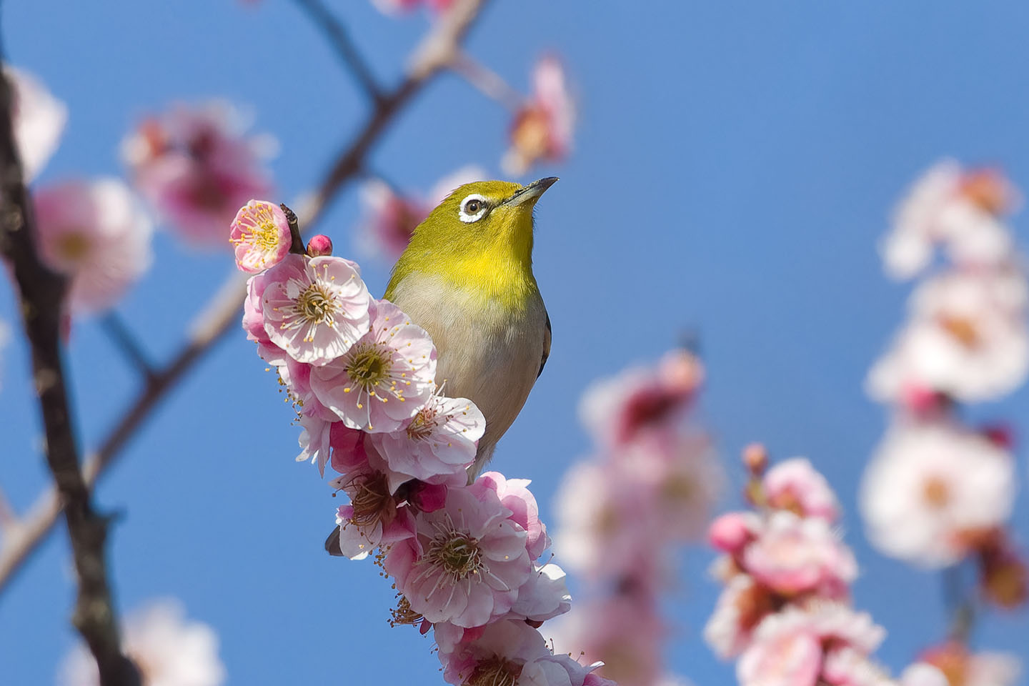 Canon EOS 60D + TAMRON SP 150-600mm F/5-6.3 Di VC USD (A011) and DxO PureRAW 3