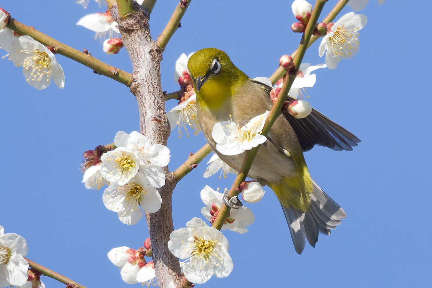 Canon EOS 60D + TAMRON SP 150-600mm F/5-6.3 Di VC USD (A011) and DxO PureRAW 3