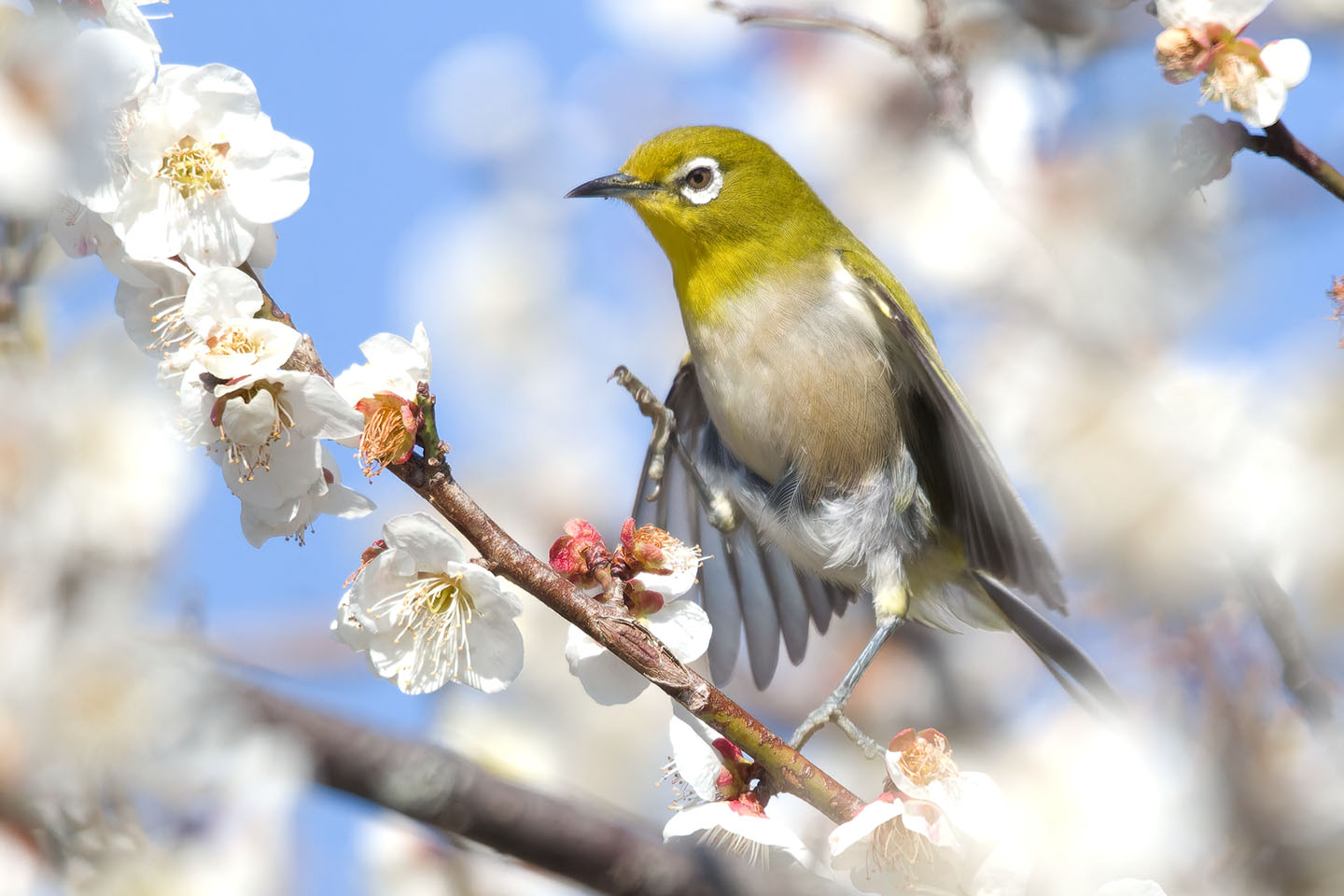 Canon EOS 60D + TAMRON SP 150-600mm F/5-6.3 Di VC USD (A011) and DxO PureRAW 3