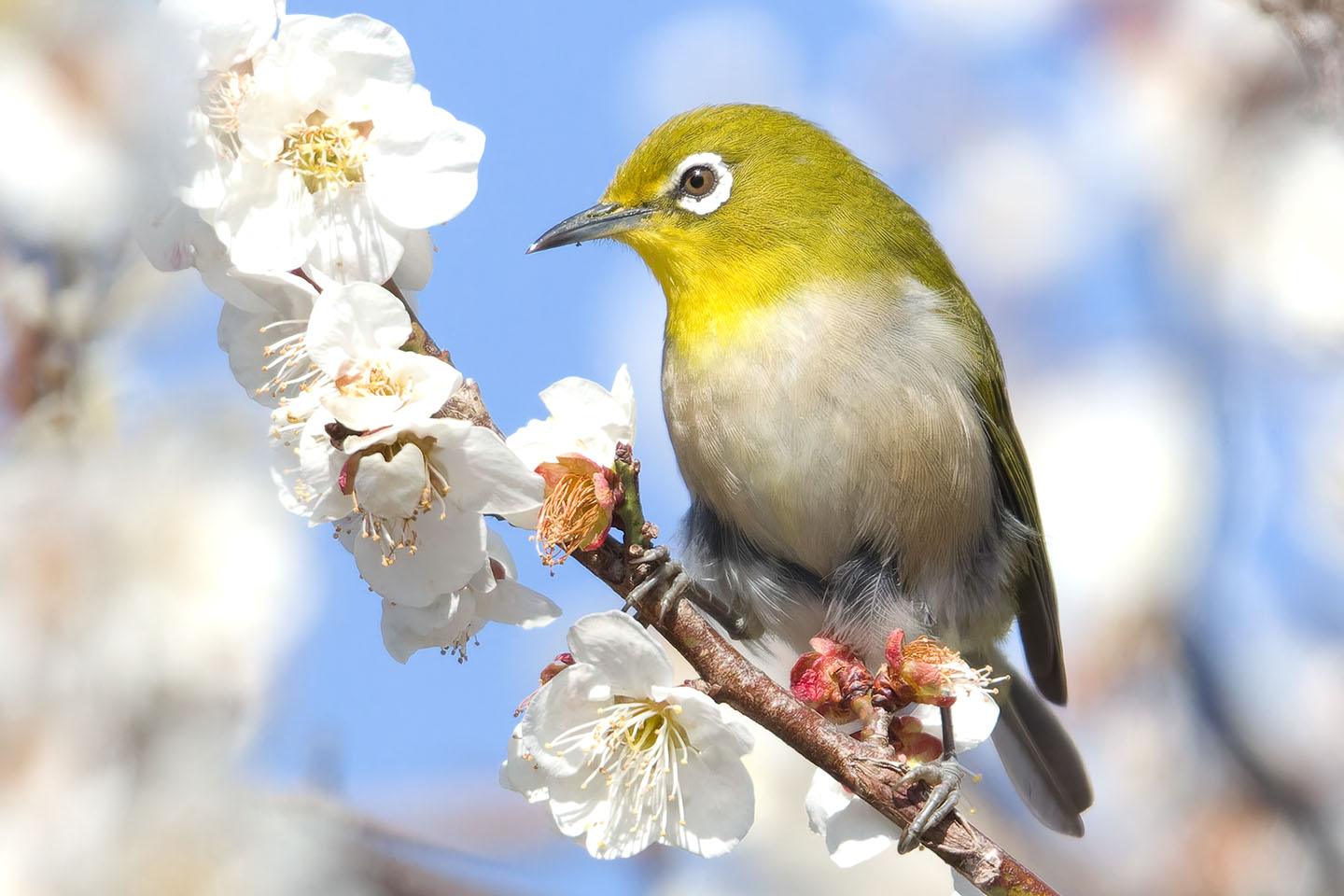 Canon EOS 60D + TAMRON SP 150-600mm F/5-6.3 Di VC USD (A011) and DxO PureRAW 3