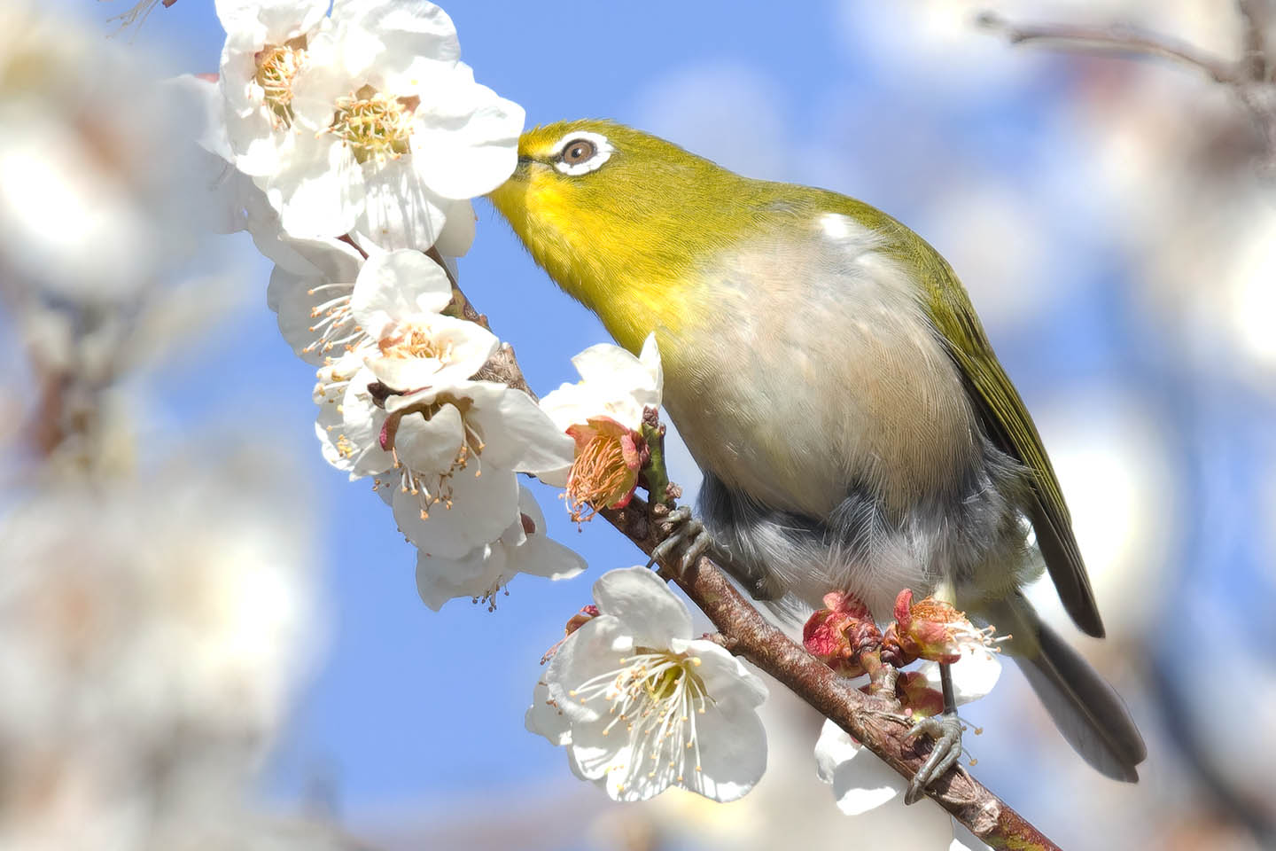 Canon EOS 60D + TAMRON SP 150-600mm F/5-6.3 Di VC USD (A011) and DxO PureRAW 3