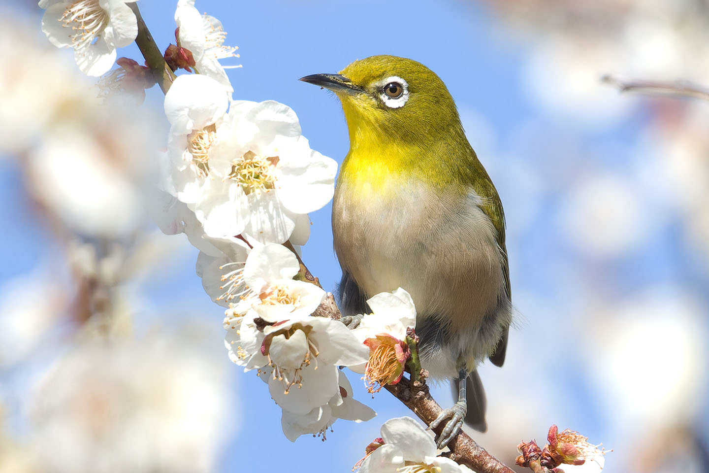 Canon EOS 60D + TAMRON SP 150-600mm F/5-6.3 Di VC USD (A011) and DxO PureRAW 3