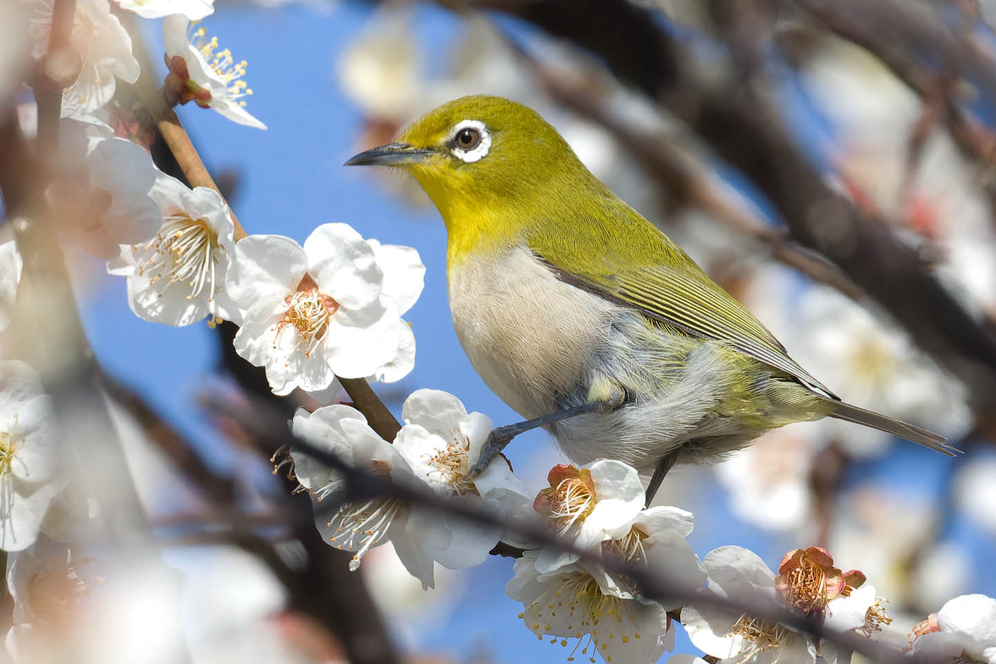 Canon EOS 60D + TAMRON SP 150-600mm F/5-6.3 Di VC USD (A011) and DxO PureRAW 3