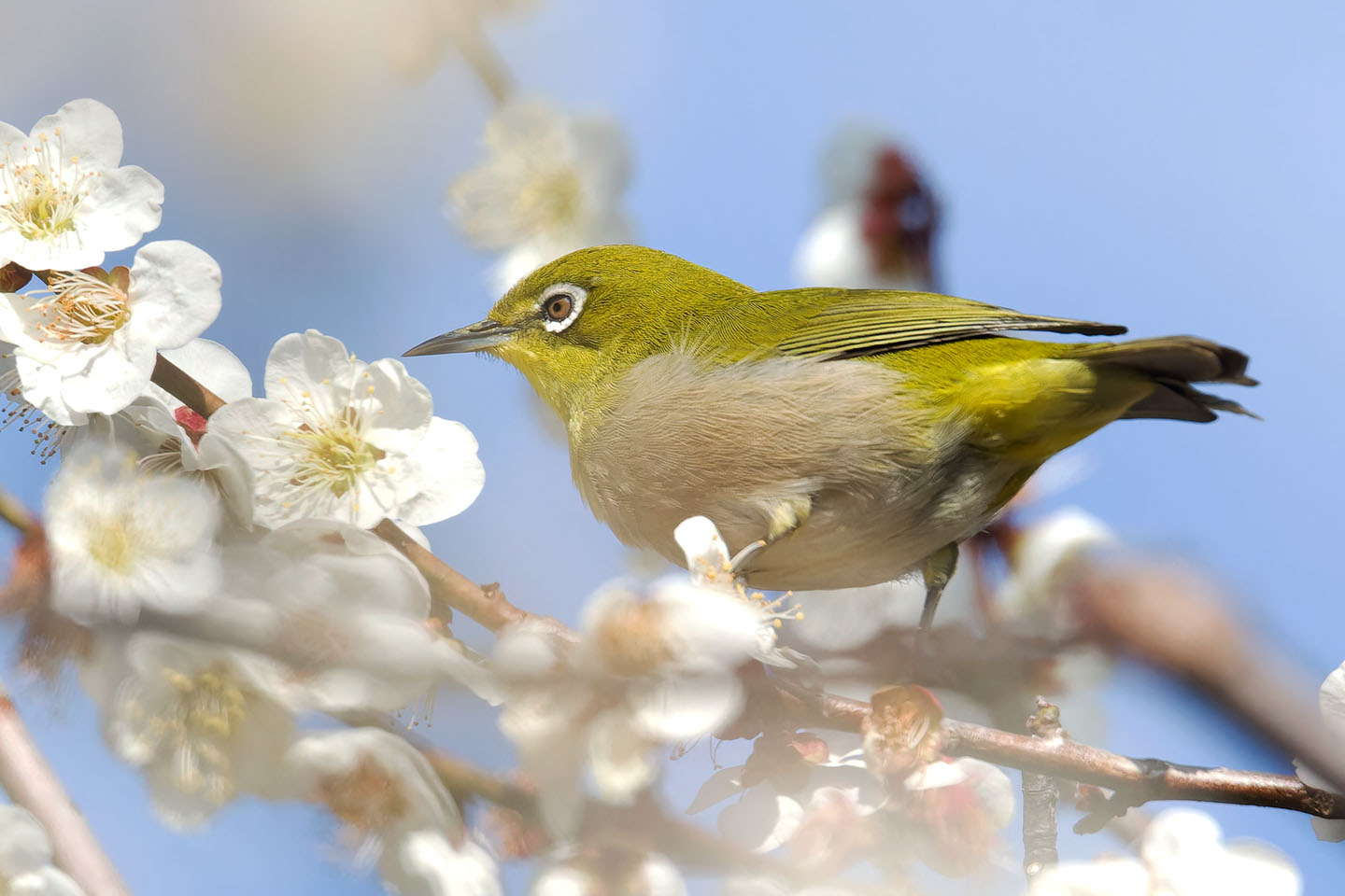 Canon EOS 60D + TAMRON SP 150-600mm F/5-6.3 Di VC USD (A011) and DxO PureRAW 3