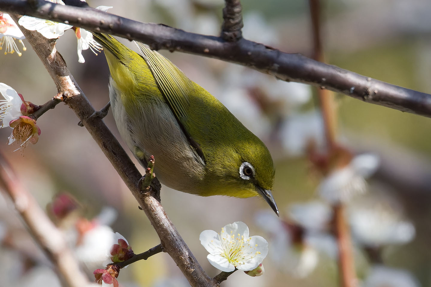 Canon EOS 60D + TAMRON SP 150-600mm F/5-6.3 Di VC USD (A011) and DxO PureRAW 3