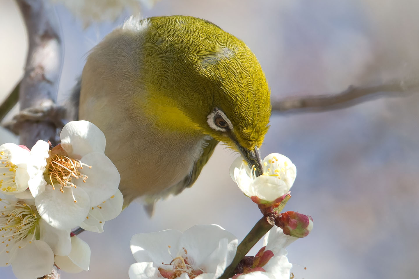 Canon EOS 60D + TAMRON SP 150-600mm F/5-6.3 Di VC USD (A011) and DxO PureRAW 3