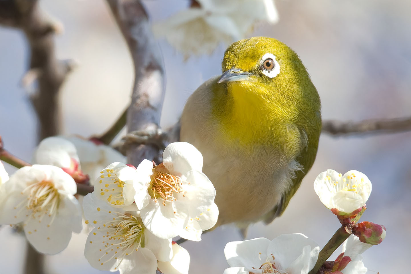 Canon EOS 60D + TAMRON SP 150-600mm F/5-6.3 Di VC USD (A011) and DxO PureRAW 3