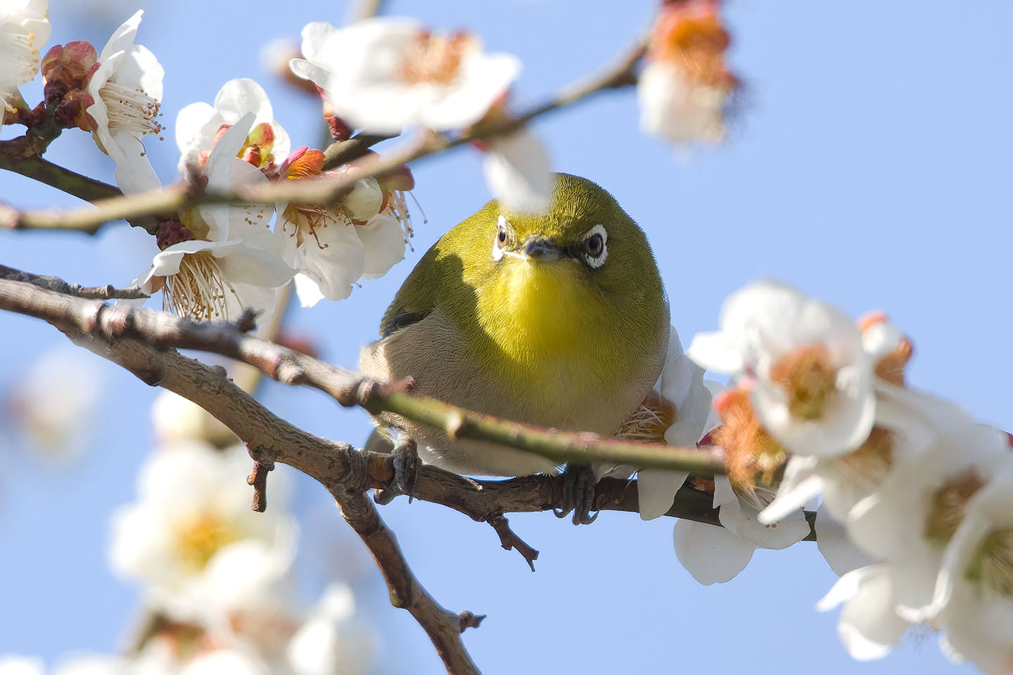 Canon EOS 60D + TAMRON SP 150-600mm F/5-6.3 Di VC USD (A011) and DxO PureRAW 3