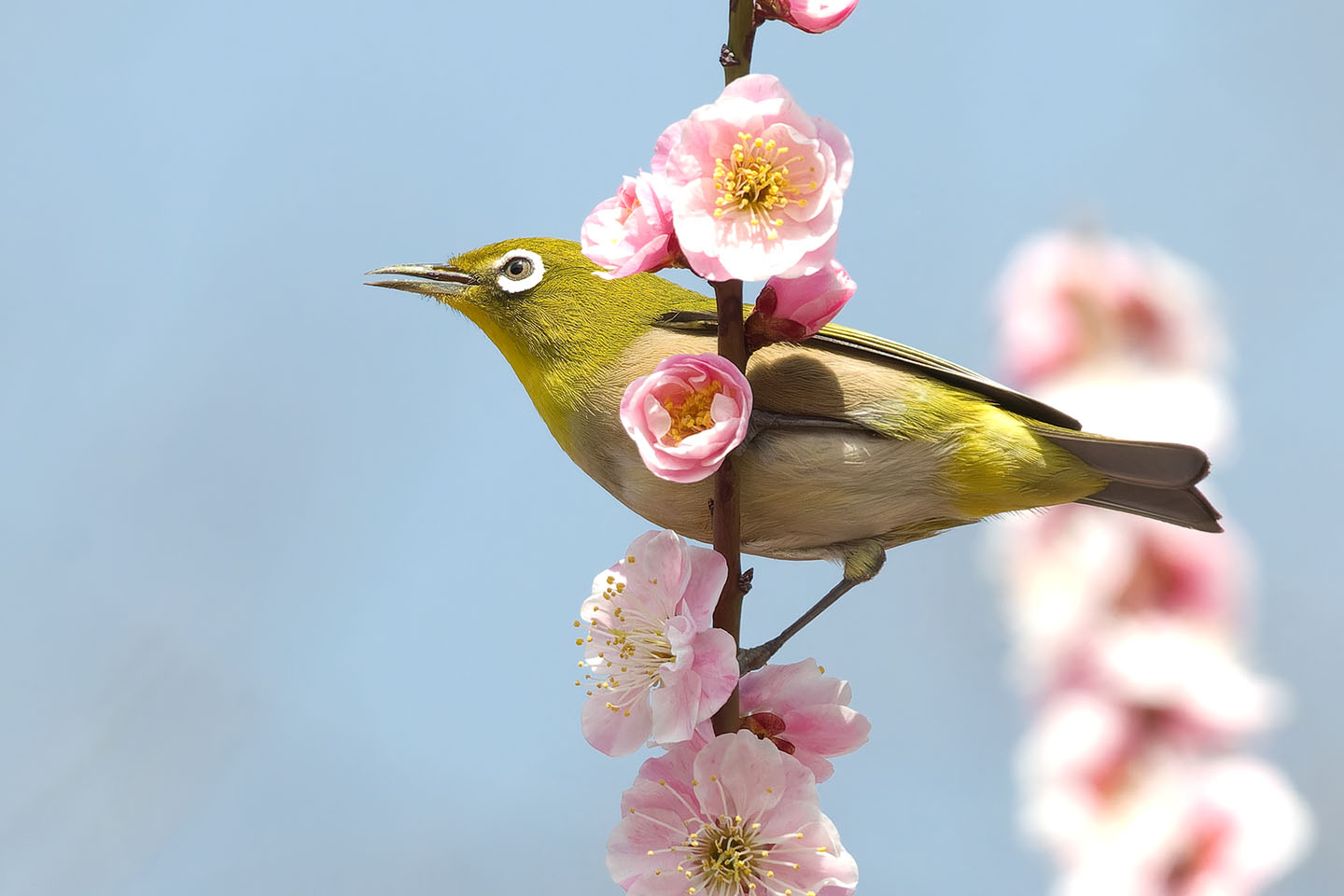 Canon EOS 60D + TAMRON SP 150-600mm F/5-6.3 Di VC USD (A011) and DxO PureRAW 3