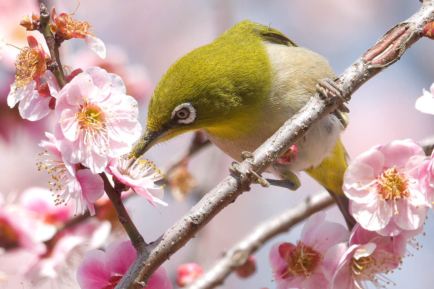 Canon EOS 60D + TAMRON SP 150-600mm F/5-6.3 Di VC USD (A011) and DxO PureRAW 3