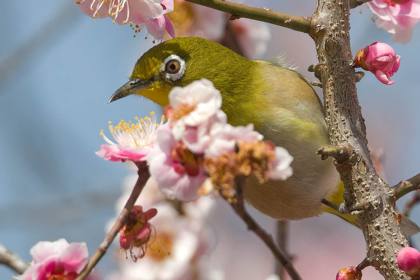 Canon EOS 60D + TAMRON SP 150-600mm F/5-6.3 Di VC USD (A011) and DxO PureRAW 3