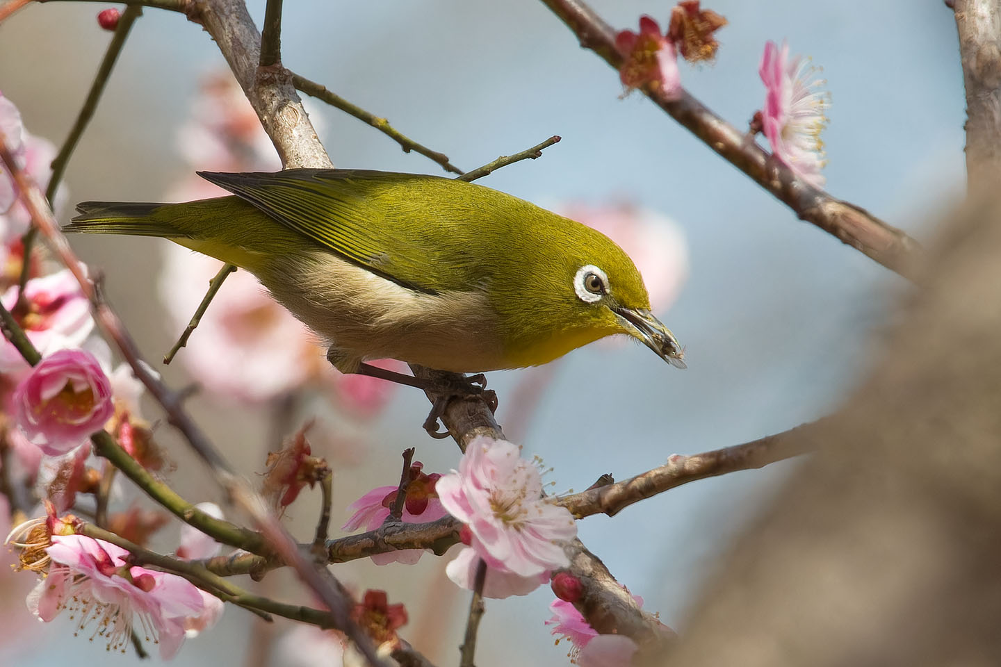 Canon EOS 60D + TAMRON SP 150-600mm F/5-6.3 Di VC USD (A011) and DxO PureRAW 3