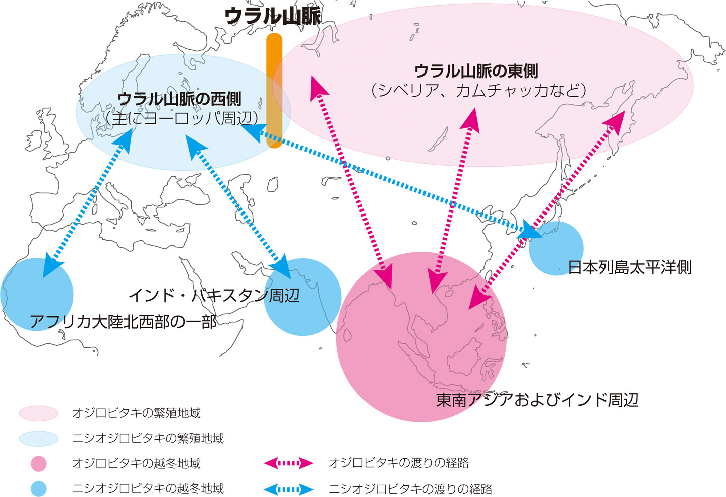 ニシオジロビタキとオジロビタキの繁殖地と越冬地